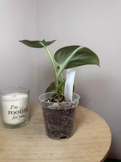 plant/Baticon-3-thumbnail