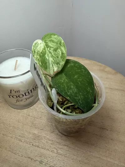 plant/Mangurai #3-0-thumbnail