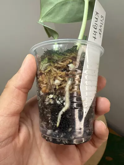 plant/Silver Knight-2-thumbnail