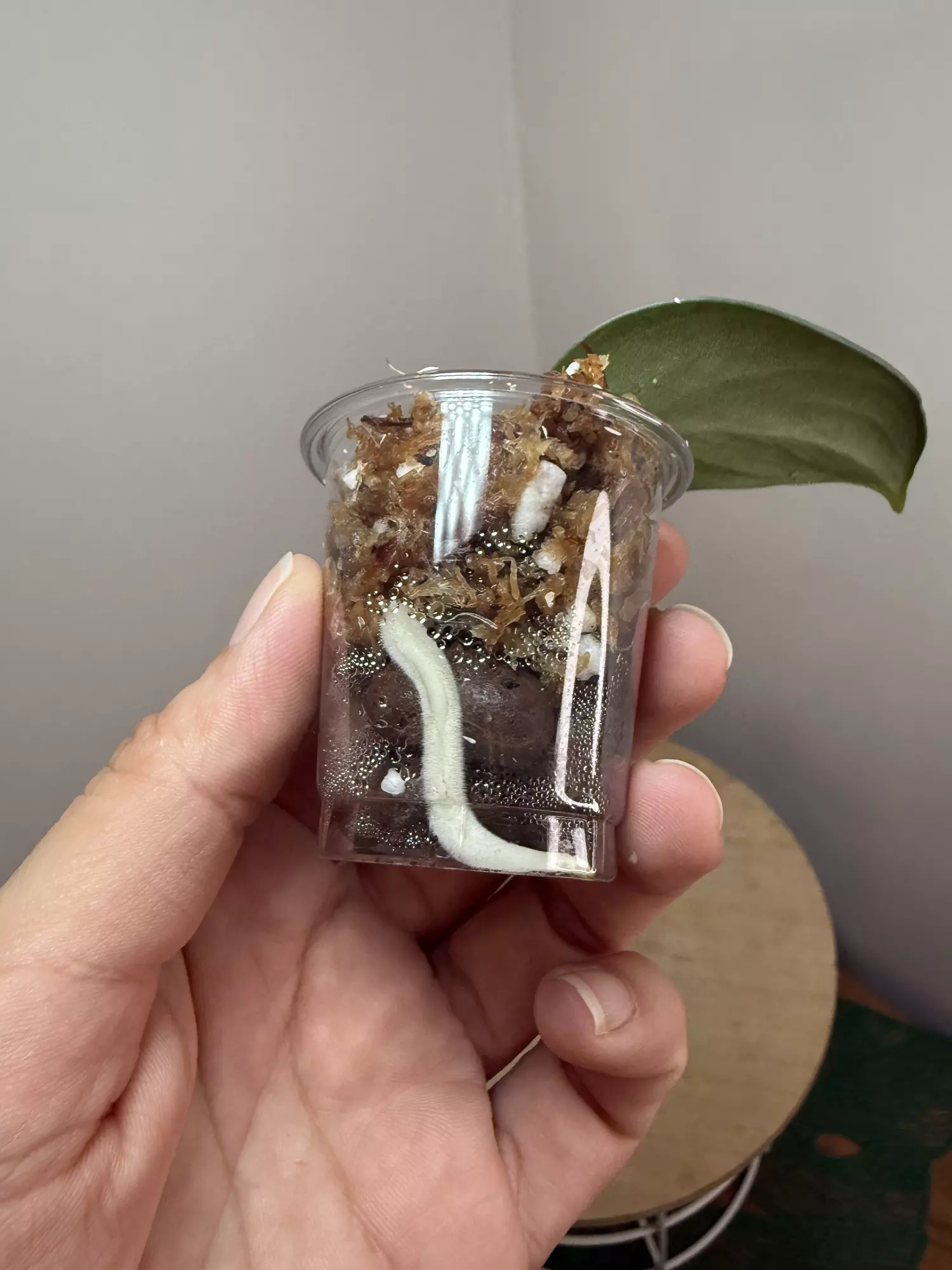 plant/Green Veins #2-1