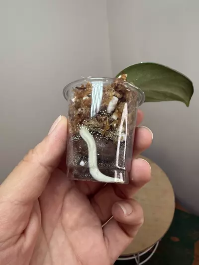 plant/Green Veins #2-1-thumbnail