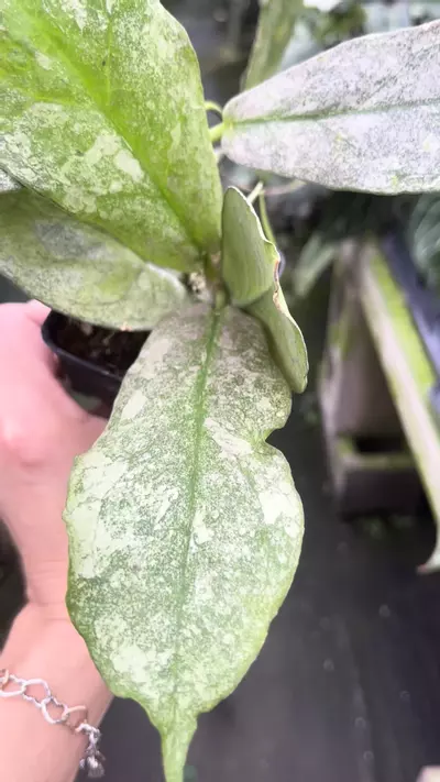 plant/P93 Mitrata Silver Hoya-0-thumbnail