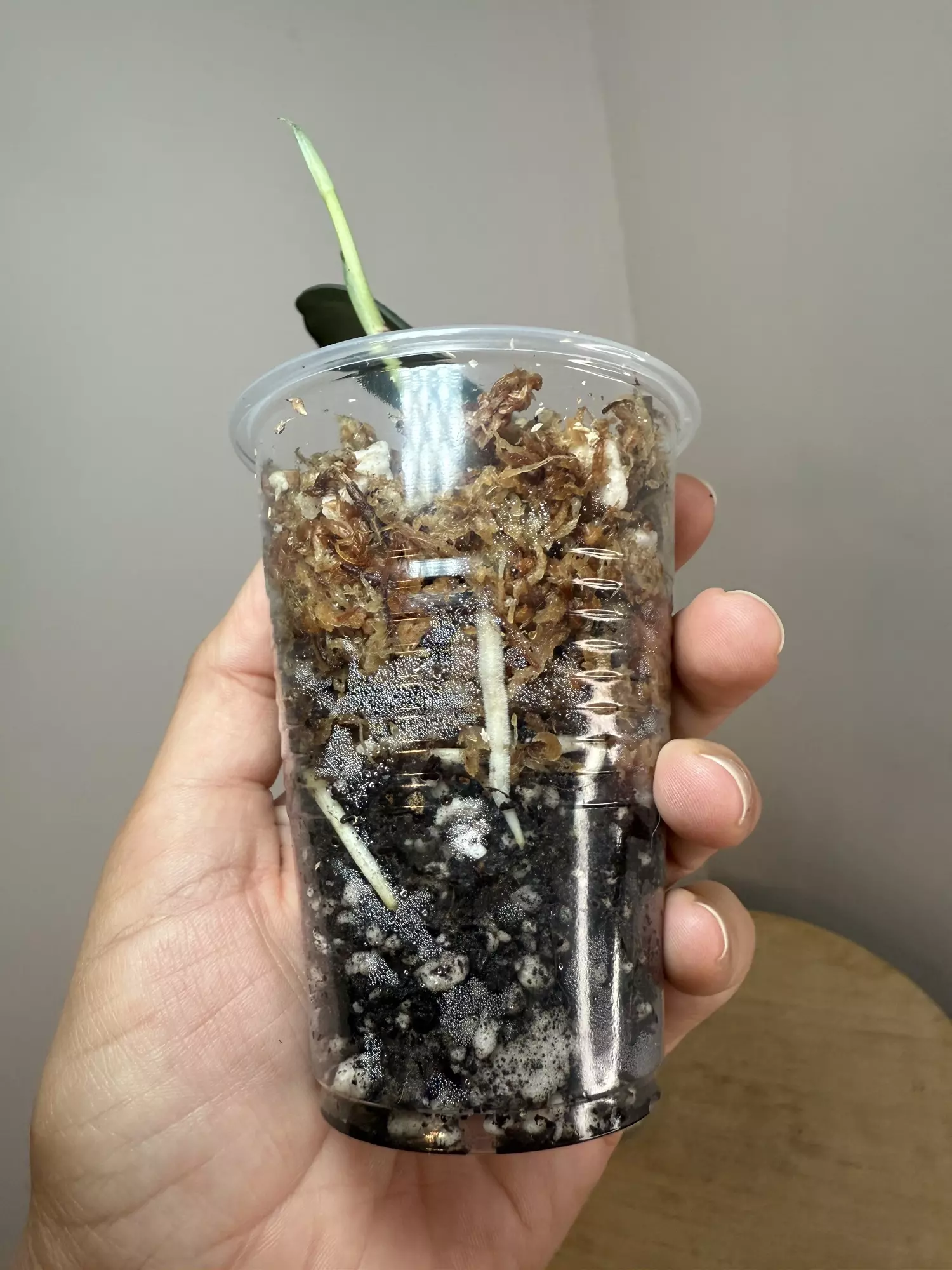 plant/Green Veins #1-1