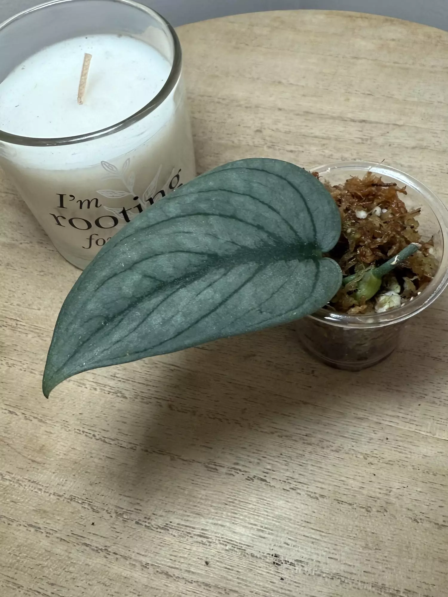 plant/Green Veins #2-0