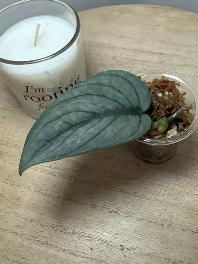 plant/Green Veins #2-0-thumbnail