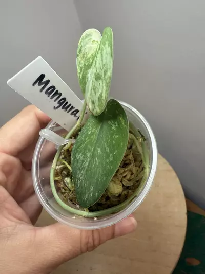 plant/Mangurai #3-1-thumbnail