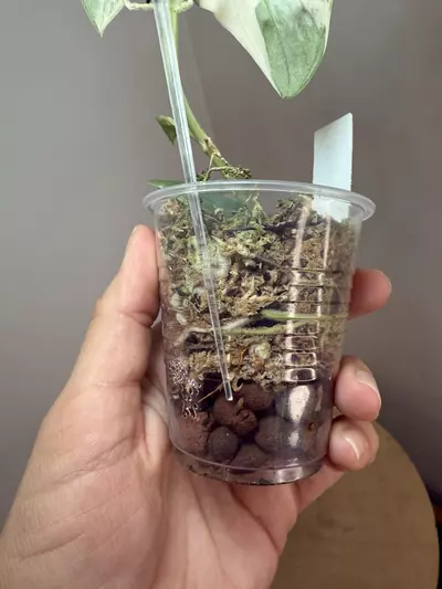 plant/Mangurai #1-2-thumbnail