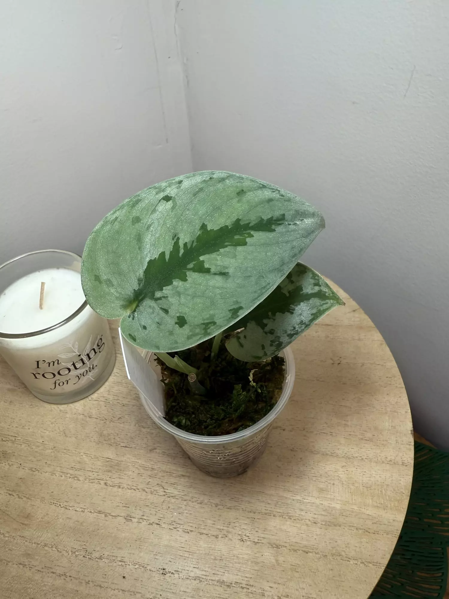 plant/Silver Knight-0