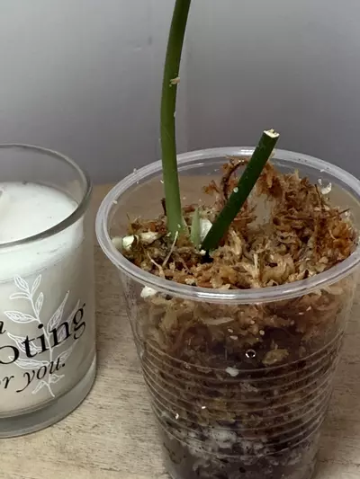 plant/Tattoo-1-thumbnail