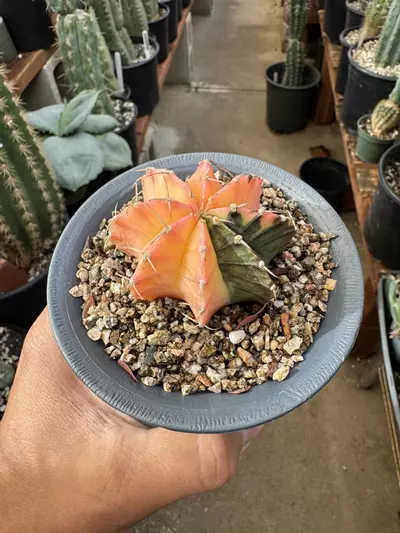 plant/Vari Gymno mihanovichii -0-thumbnail