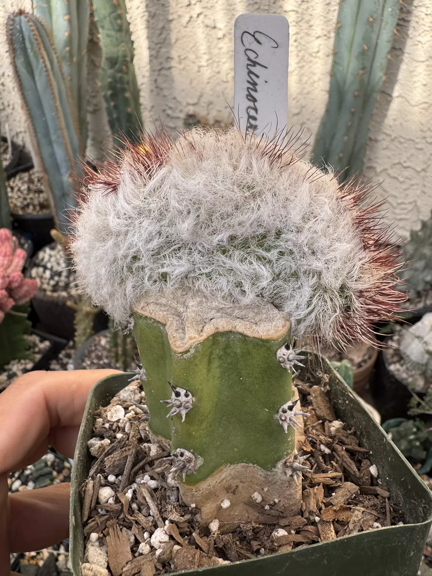 plant/Echinocereus viridiflorus cv. Canus crested -0