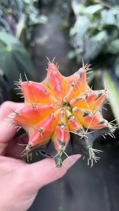 plant/P54 Gymnocalycium-0-thumbnail