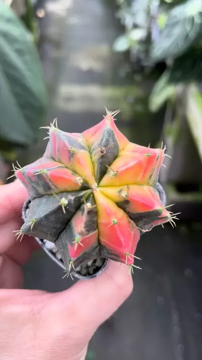 plant/P52 Gymnocalycium-0-thumbnail