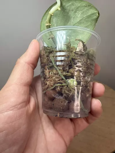 plant/Mangurai #2-2-thumbnail