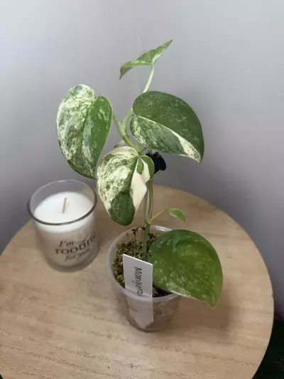 plant/Mangurai #1-0-thumbnail