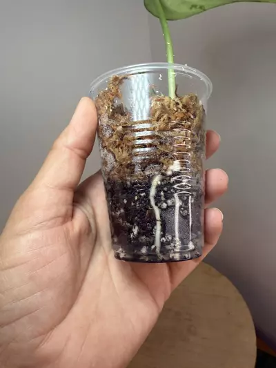 plant/Tattoo-2-thumbnail