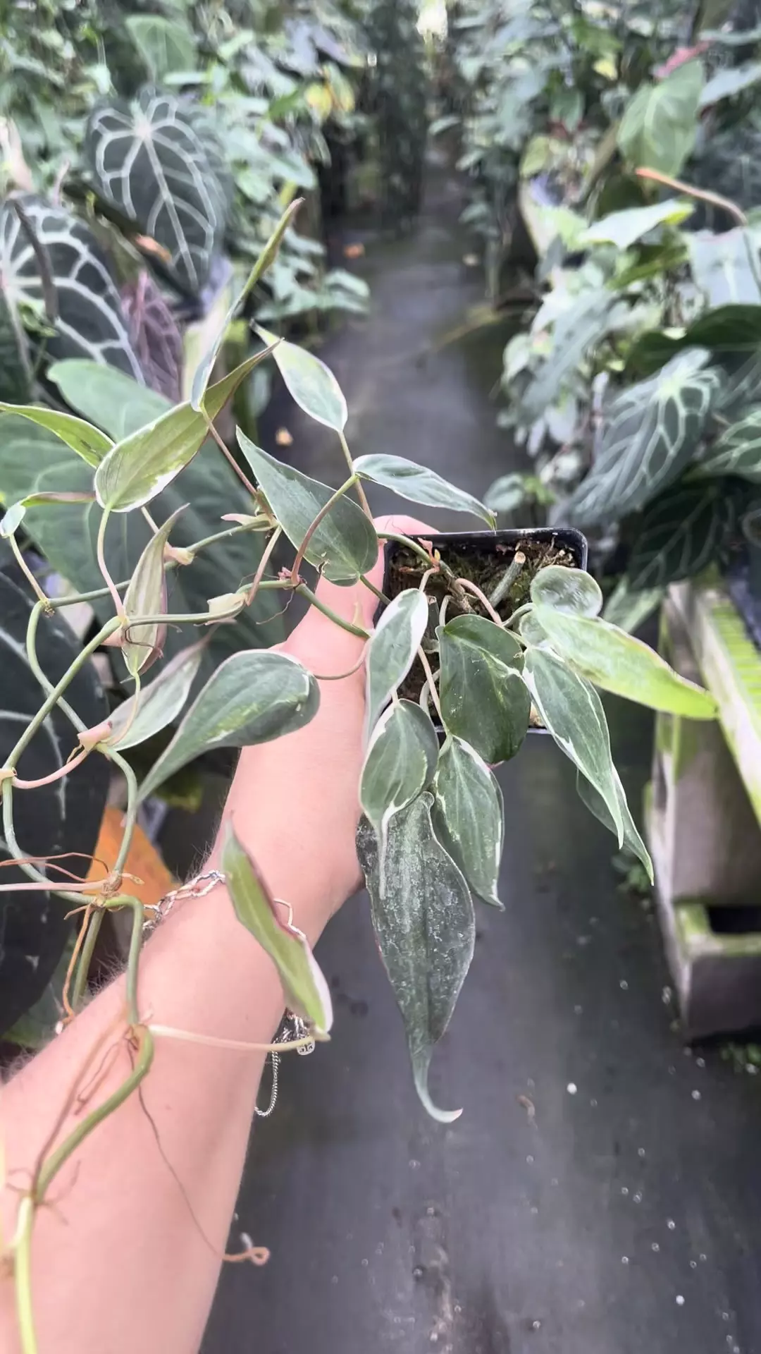 plant/P74 Halo Micans-0