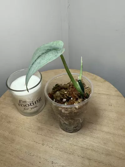 plant/Platinum-1-thumbnail