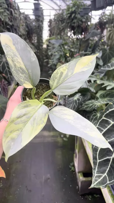 plant/P91 variegated silver sward-0-thumbnail