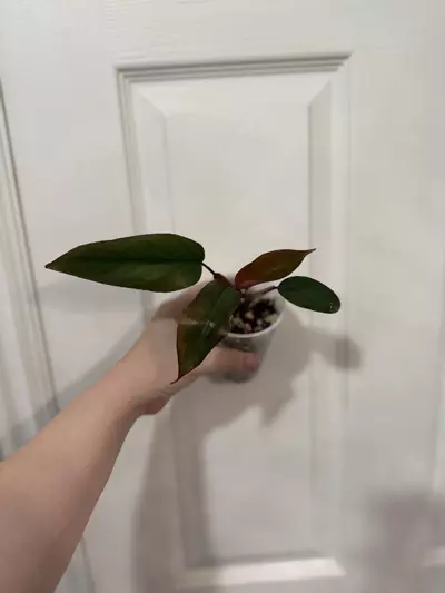 plant/Philodendron Dark Lord-0-thumbnail