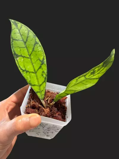 plant/82 Callistophylla black cat-0-thumbnail