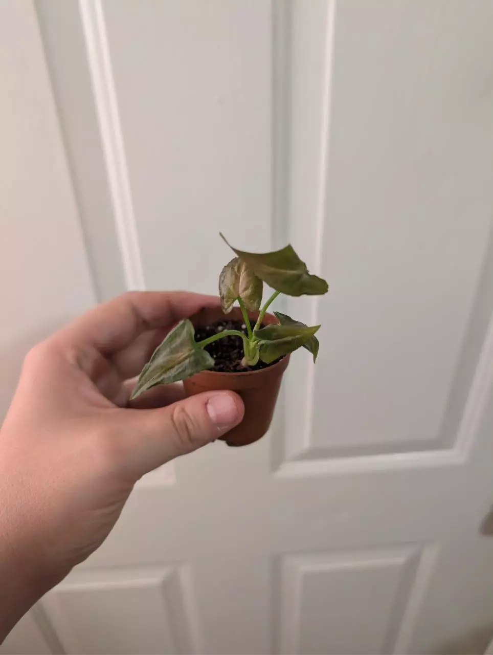 plant/Mini pink perfection start-0