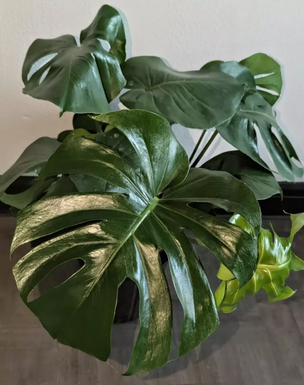 plant/Monstera cutting only-0
