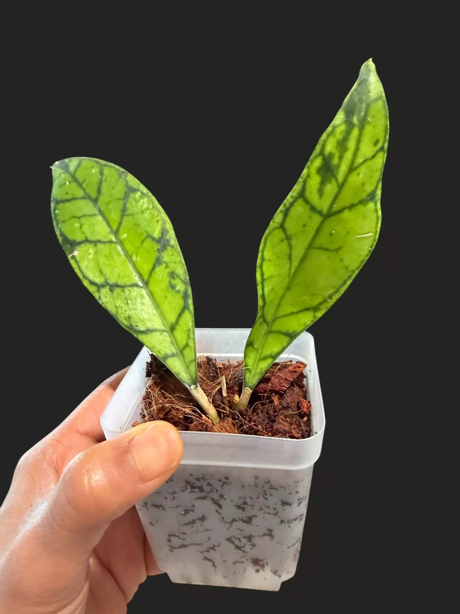 plant/82 Callistophylla black cat-1