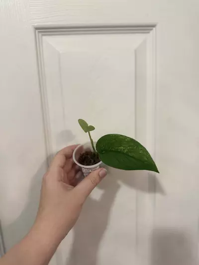 plant/Scindapsus Jade Satin Variegated - Lightly Rooted-0-thumbnail