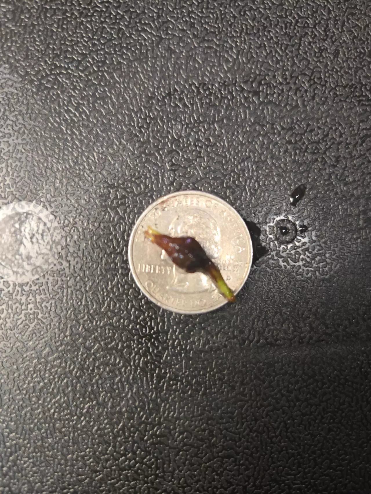 plant/alocasia venom corm-1