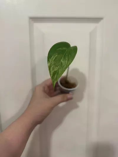 plant/Scindapsus Blue Albo Salaka - Lightly Rooted-0-thumbnail