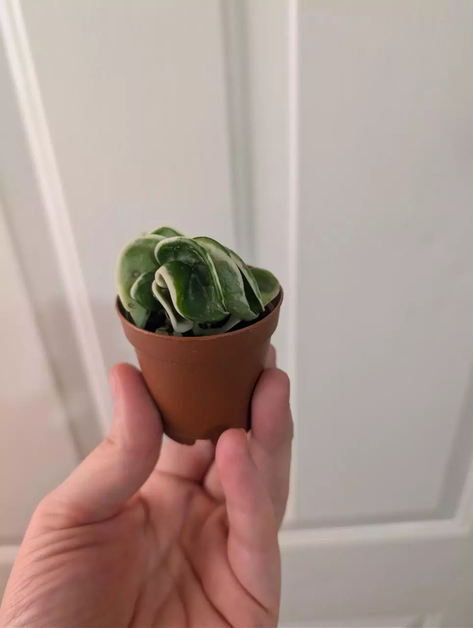 plant/Mini Hoya compacta-0