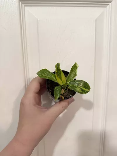 plant/Philodendron Congo Nuclear-0-thumbnail