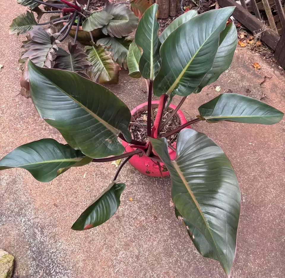 plant/Philo Condo Roho 1 HUGE-0