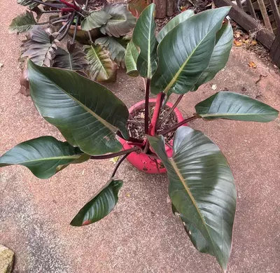 plant/Philo Condo Roho 1-0-thumbnail