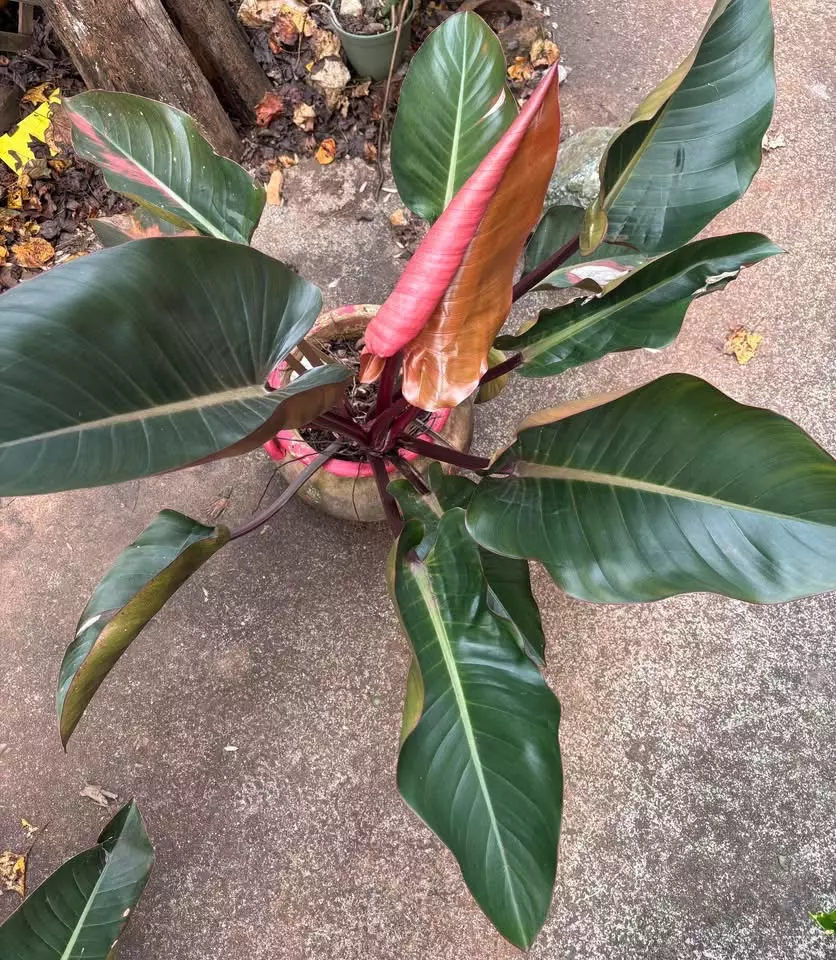 plant/Philo Cogo Roho 2 HUGE-0