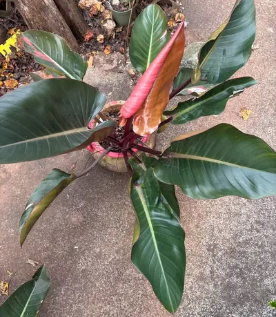 plant/Philo Cogo Roho 2 HUGE-0-thumbnail