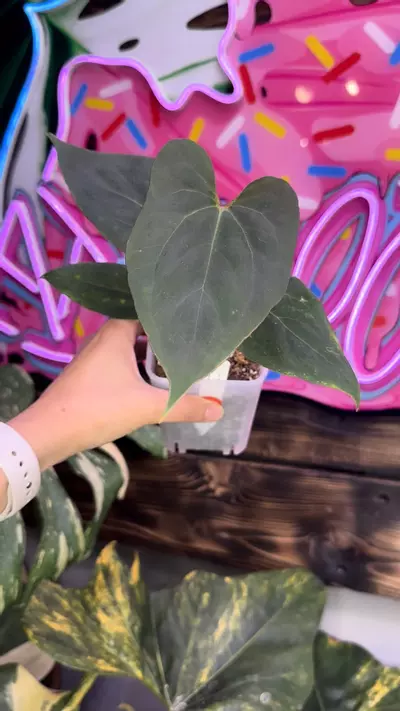 plant/Fort Sherman x Red Hawk-3-thumbnail