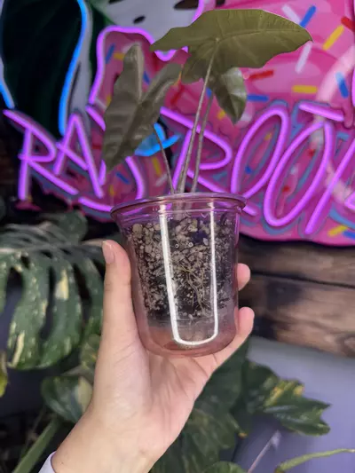 plant/Pink pseudosanderiana-2-thumbnail