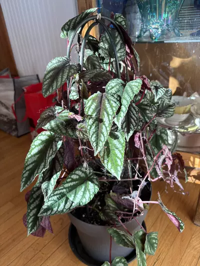 plant/Cissus discolor 10in pot with metal trellis -0-thumbnail