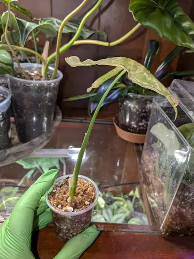 plant/Pink Pastel Syngonium-0-thumbnail