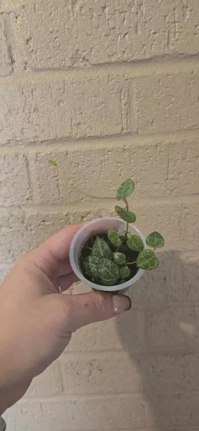 plant/String of Spades starter GC-0-thumbnail