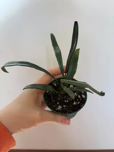 plant/Blue oil fern -0-thumbnail