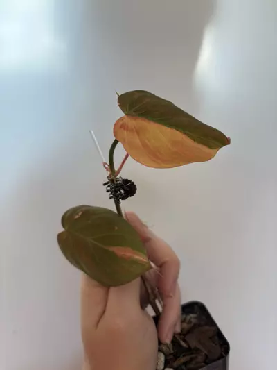 plant/Ferrari Micans -0-thumbnail