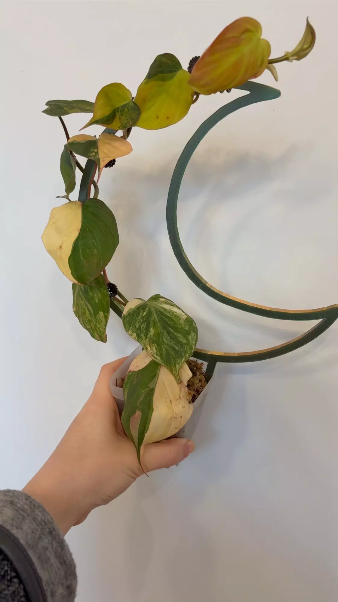 plant/Ferrari Micans with moon trellis-1