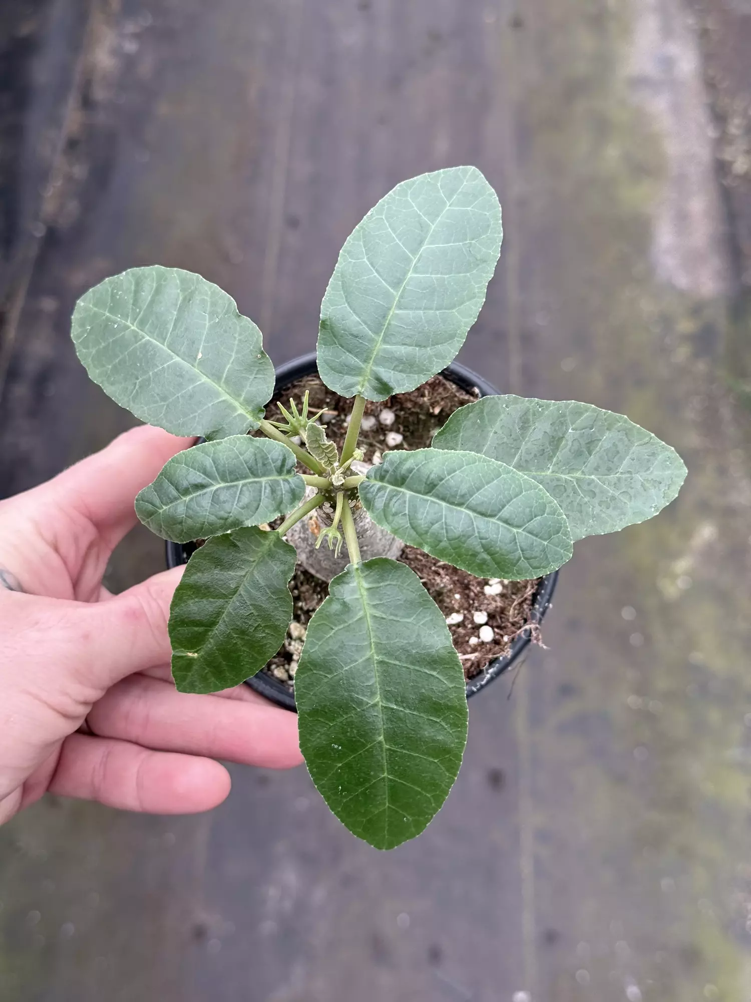 plant/Dorstenia #2 -0