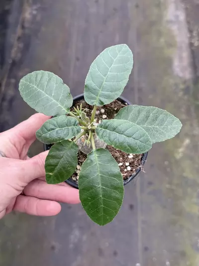 plant/Dorstenia #2 -0-thumbnail