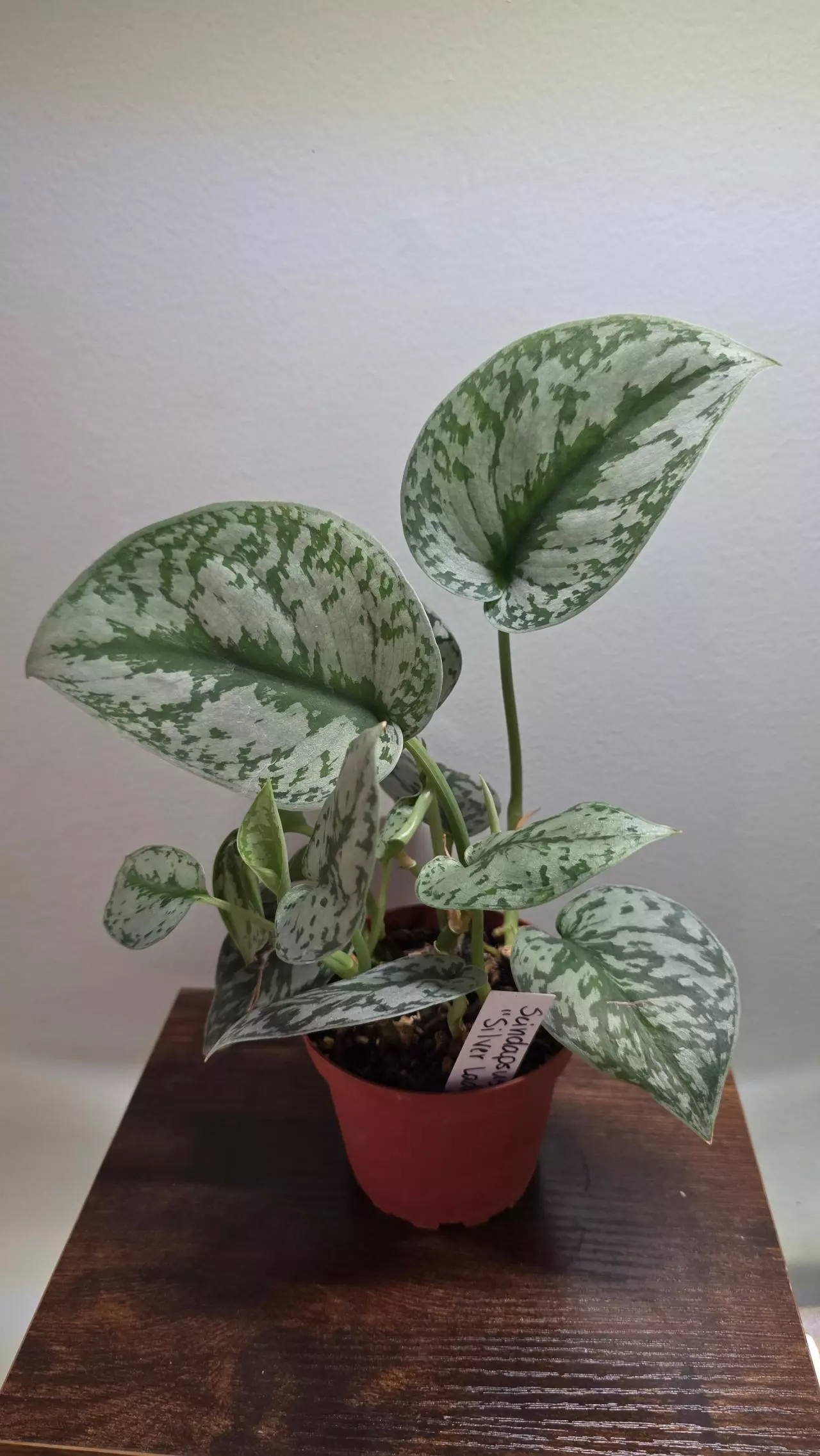 plant/Scindapsus Silver Lady 4in pot-0