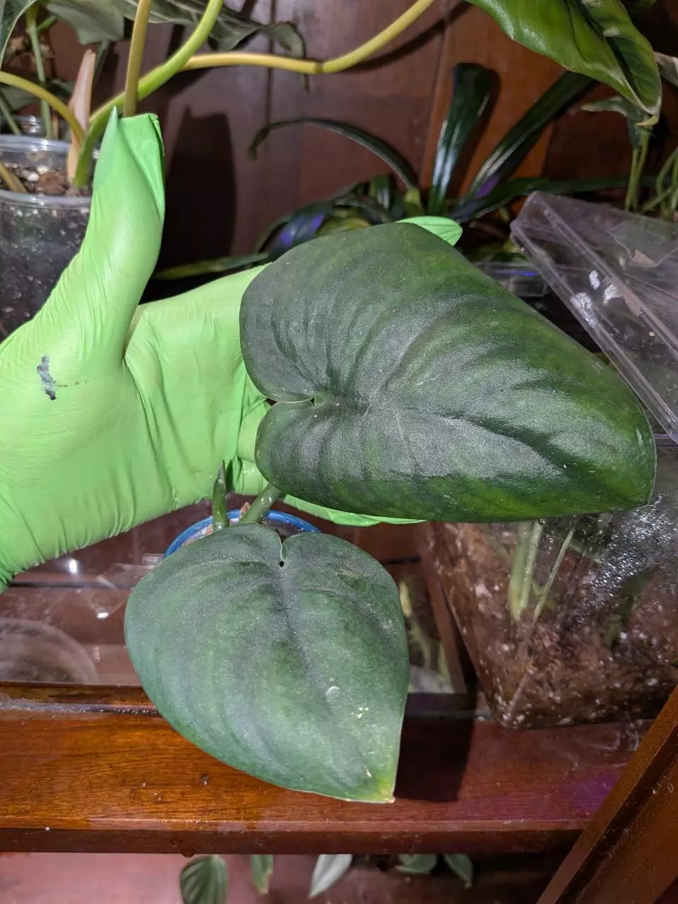 plant/Jade Satin Scindapsus #2-0