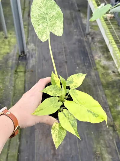 plant/High var Aurea gageana multi plant pot -0-thumbnail